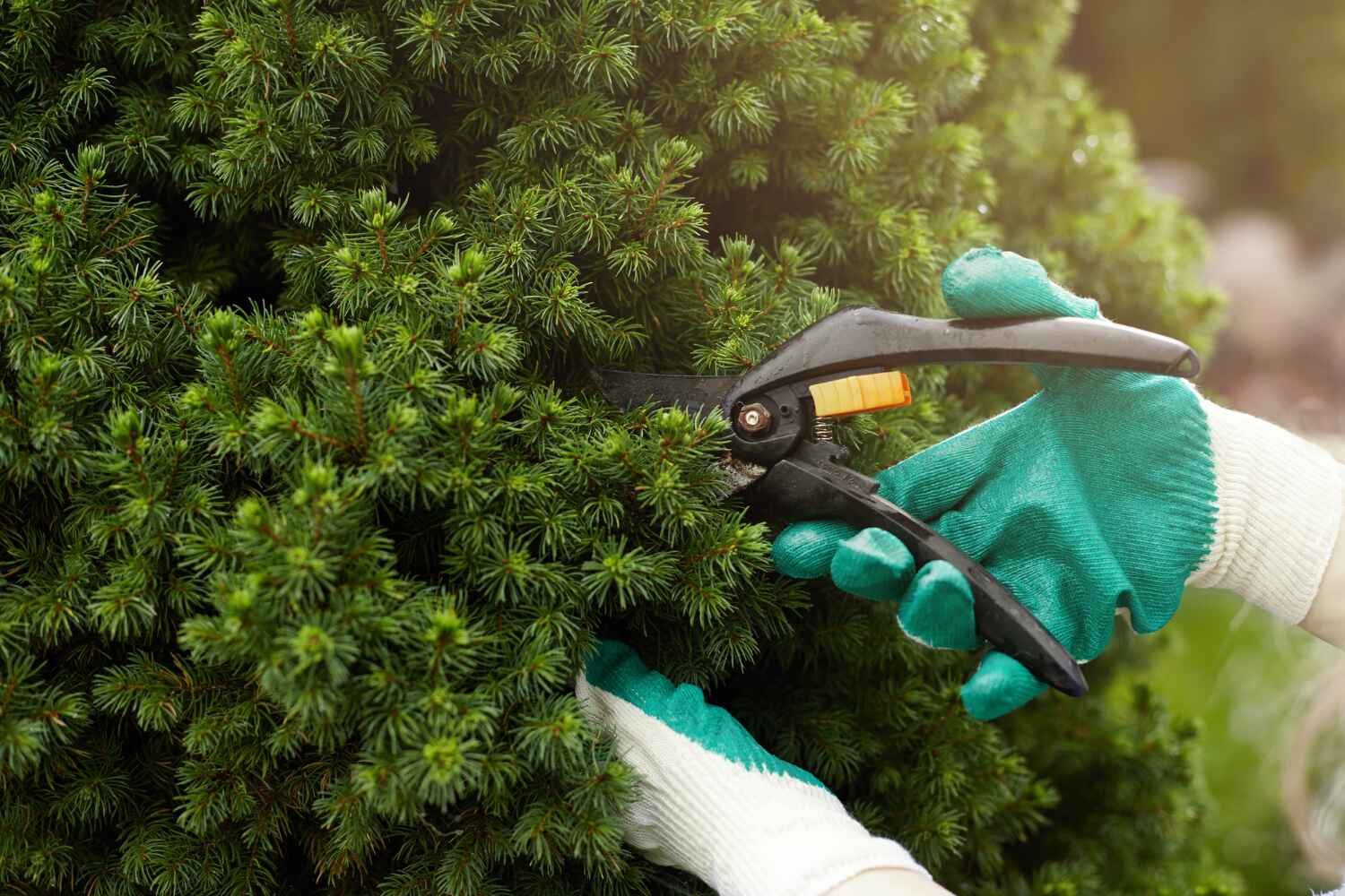 Best Professional Tree Care  in Baton Rouge, LA